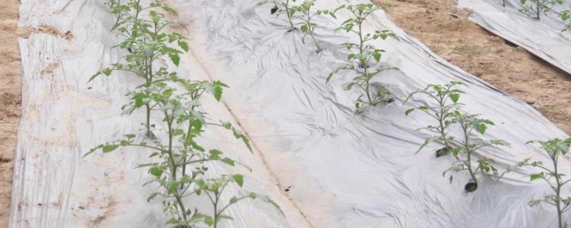 萘乙酸生根剂的使用方法