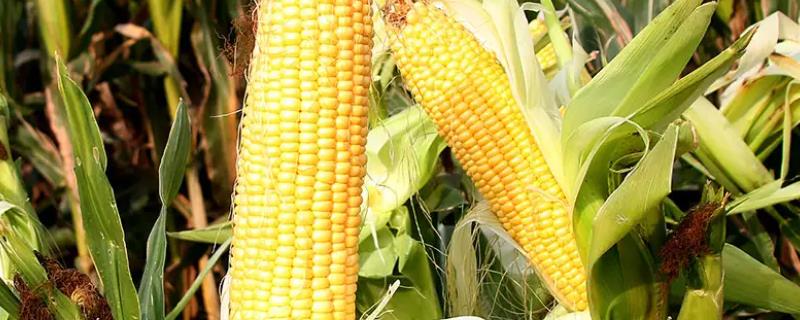 金冠218玉米种简介