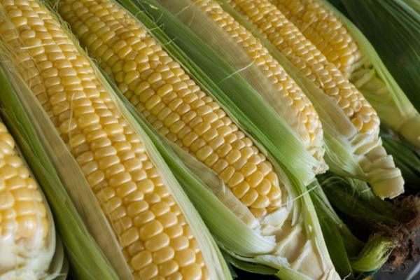 金冠218玉米种简介,两年平均亩产鲜穗1061.0千克