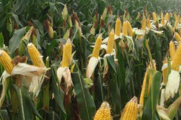 金冠218玉米种简介,两年平均亩产鲜穗1061.0千克