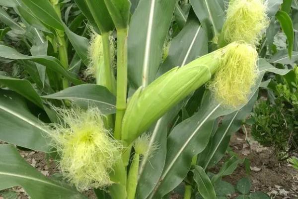 金冠218玉米种简介,两年平均亩产鲜穗1061.0千克