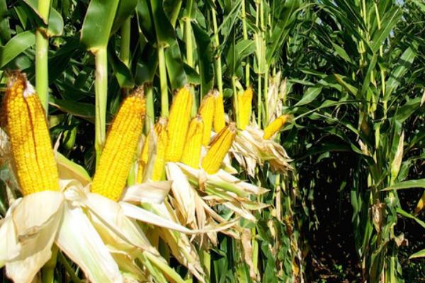 金冠218玉米种简介,两年平均亩产鲜穗1061.0千克