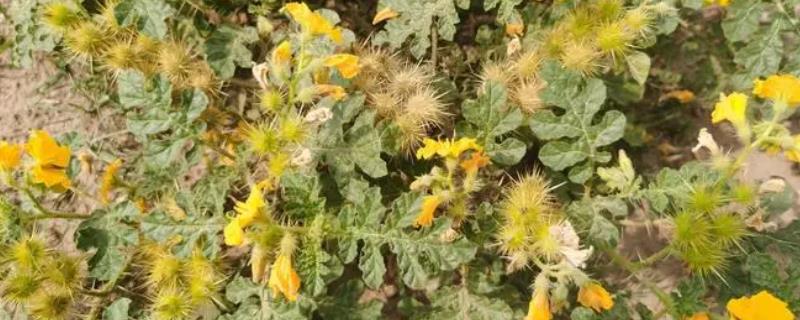 刺萼龙葵怎么识别