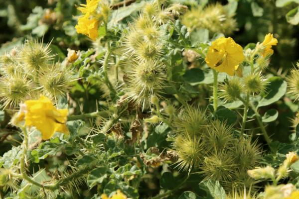 刺萼龙葵怎么识别,全株密被锥状硬刺