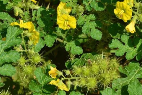 刺萼龙葵怎么识别,全株密被锥状硬刺