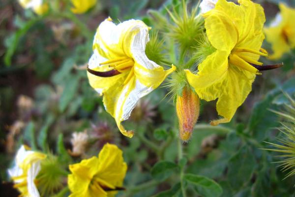 刺萼龙葵怎么识别,全株密被锥状硬刺