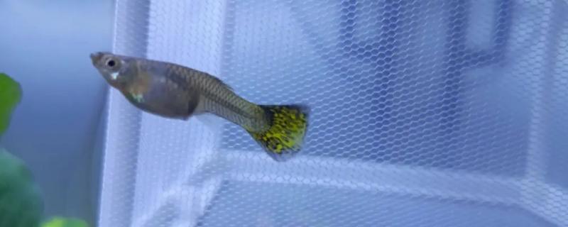 孔雀鱼怀孕怎么判断