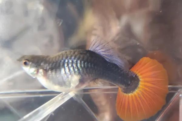 孔雀鱼怀孕怎么判断,首先其腹部会变大