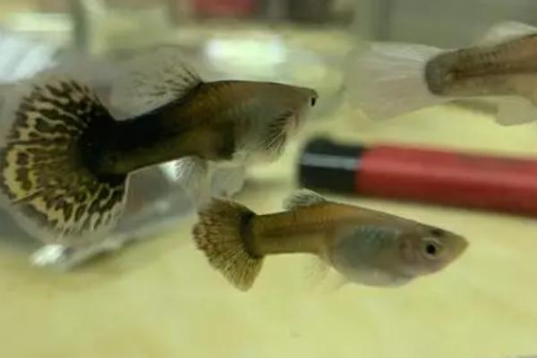 孔雀鱼怀孕怎么判断,首先其腹部会变大