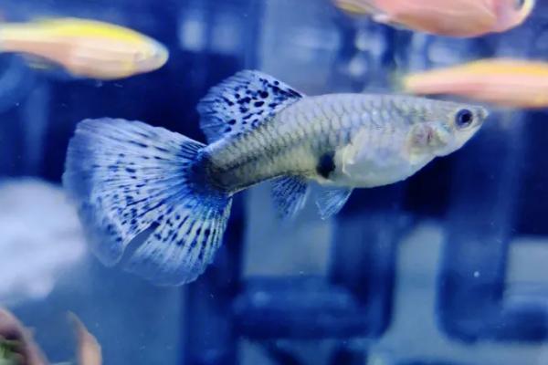 孔雀鱼怀孕怎么判断,首先其腹部会变大