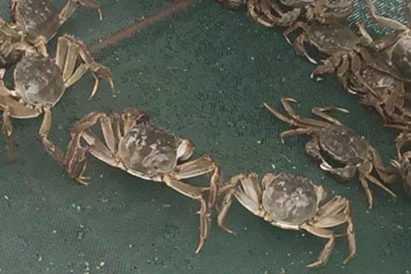 如何避免螃蟹底板发黄,池塘要注意定期进行底质改良