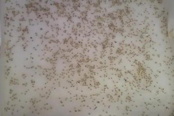 如何避免螃蟹底板发黄,池塘要注意定期进行底质改良