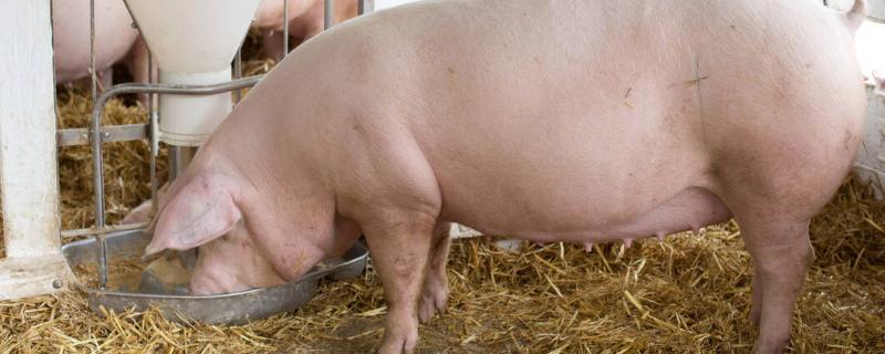 母猪饲料配方表配料详细