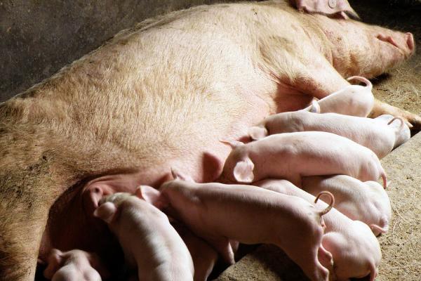 母猪饲料配方表配料详细,所处不同阶段的饲料配方不同