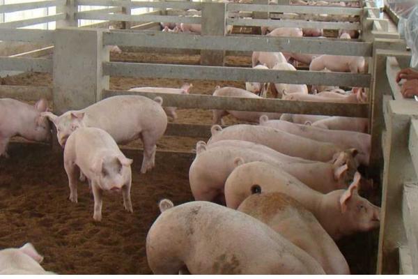 慢性猪瘟如何防治,猪只应及时接种疫苗预防