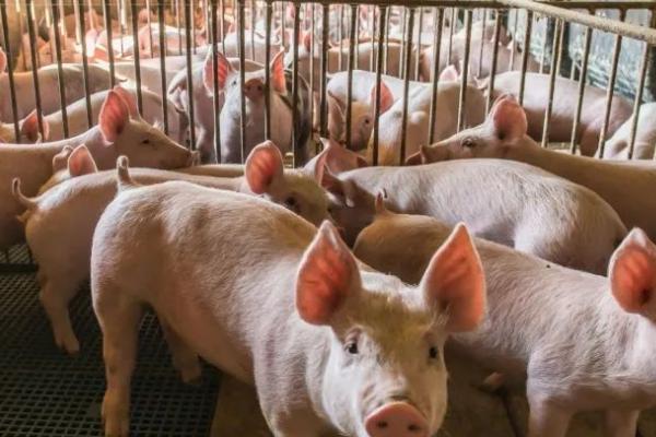 慢性猪瘟如何防治,猪只应及时接种疫苗预防