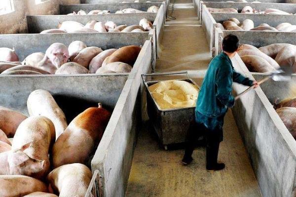 慢性猪瘟如何防治,猪只应及时接种疫苗预防