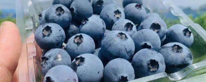 蓝莓A级和B级区别