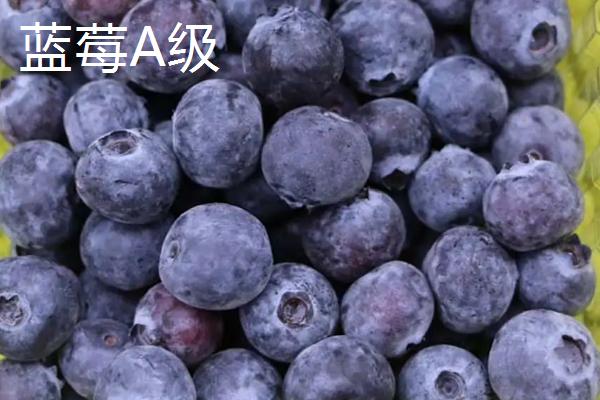 蓝莓A级和B级区别，A级比B级更好