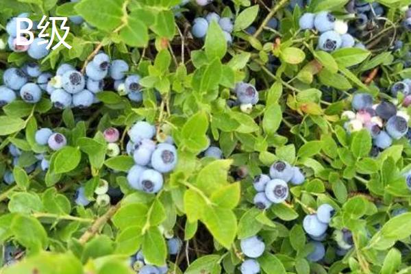 蓝莓A级和B级区别，A级比B级更好