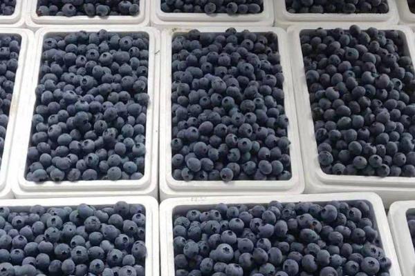 蓝莓A级和B级区别，A级比B级更好