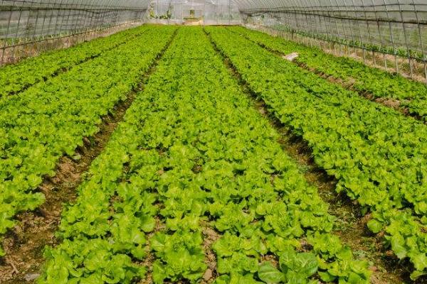 蔬菜春管技术,不同蔬菜品种的适种时间不同