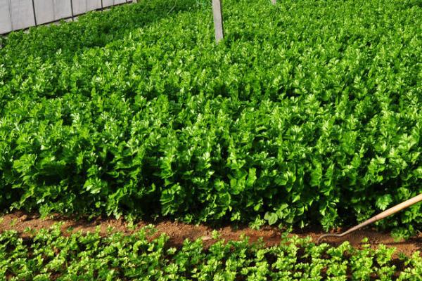 蔬菜春管技术,不同蔬菜品种的适种时间不同