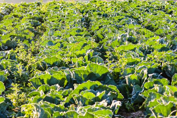 蔬菜春管技术,不同蔬菜品种的适种时间不同