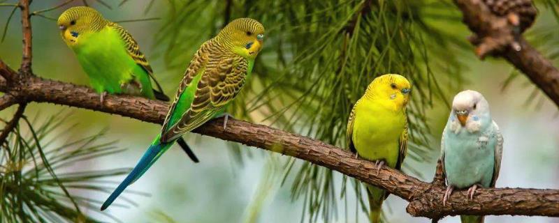 如何预防鹦鹉热