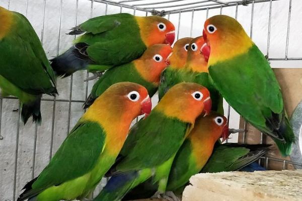 如何预防鹦鹉热，需定期清理鸟笼、按时为鹦鹉洗澡