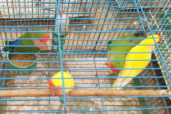 如何预防鹦鹉热，需定期清理鸟笼、按时为鹦鹉洗澡