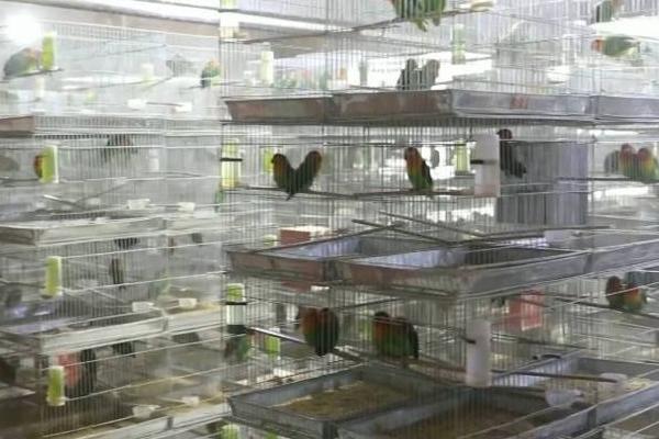 如何预防鹦鹉热，需定期清理鸟笼、按时为鹦鹉洗澡