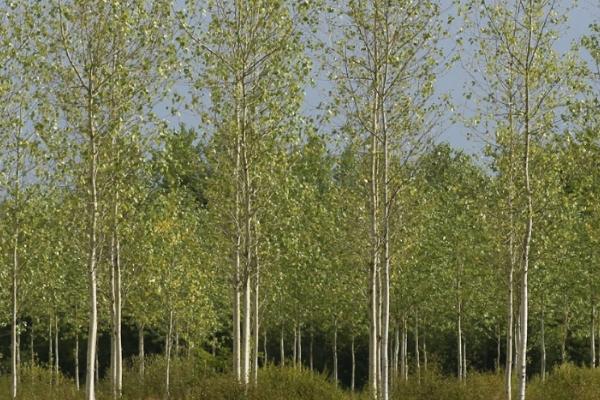 种植107杨树的株行距,根据目的调整密度