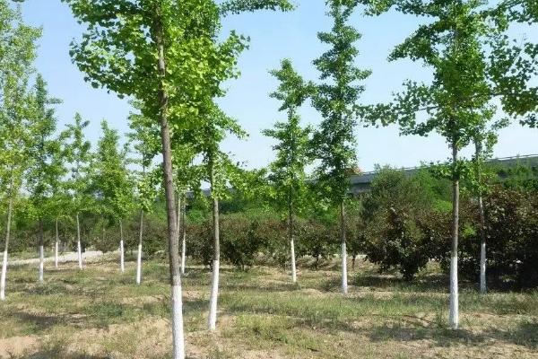 种植107杨树的株行距,根据目的调整密度