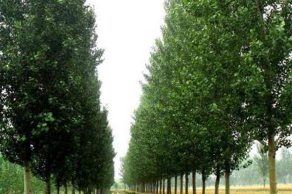 种植107杨树的株行距,根据目的调整密度