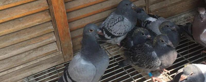 幼鸽养多长时间才不用担心飞走