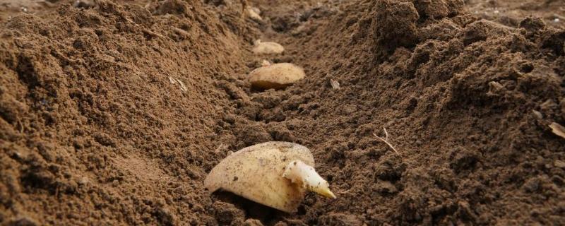 秋马铃薯稻田免耕种植方法