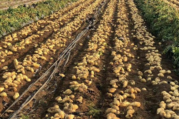 秋马铃薯稻田免耕种植方法，需开沟做畦后再播种