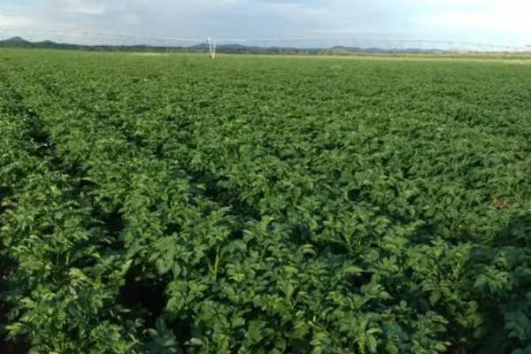 秋马铃薯稻田免耕种植方法，需开沟做畦后再播种