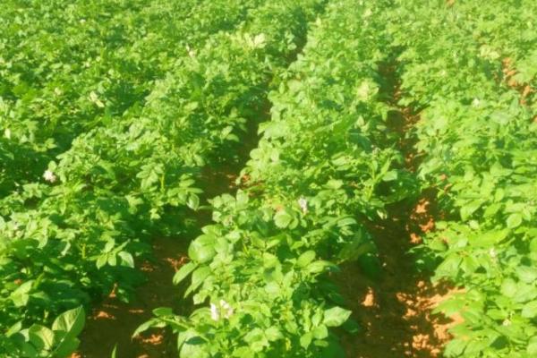 秋马铃薯稻田免耕种植方法，需开沟做畦后再播种