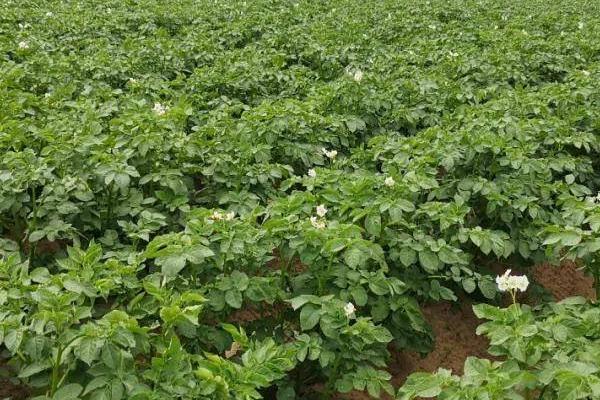 秋马铃薯稻田免耕种植方法，需开沟做畦后再播种