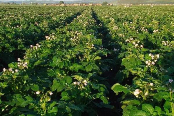 秋马铃薯稻田免耕种植方法，需开沟做畦后再播种