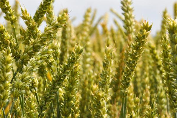 雨后小麦的区分方法，含水量较大、容重会降低