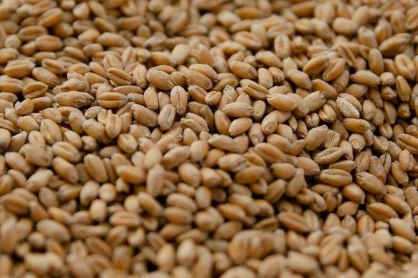 雨后小麦的区分方法，含水量较大、容重会降低