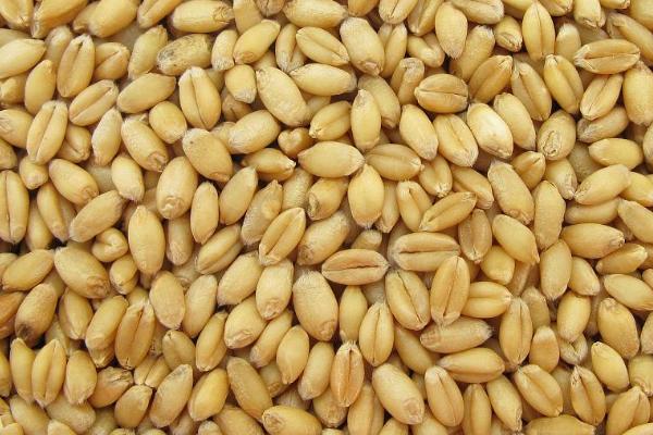 雨后小麦的区分方法，含水量较大、容重会降低