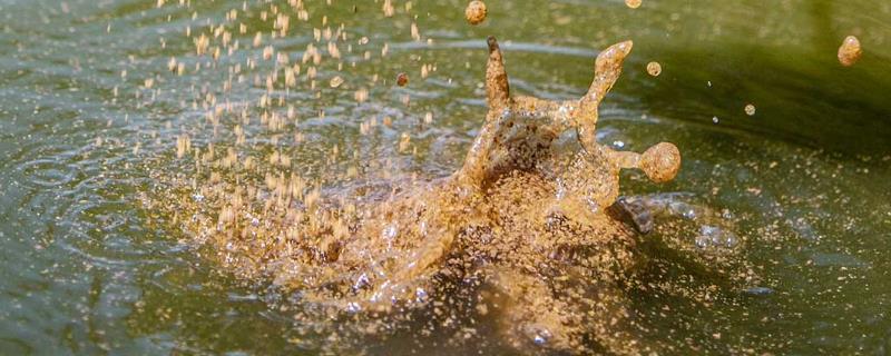 钓青鱼适合用什么饵料打窝