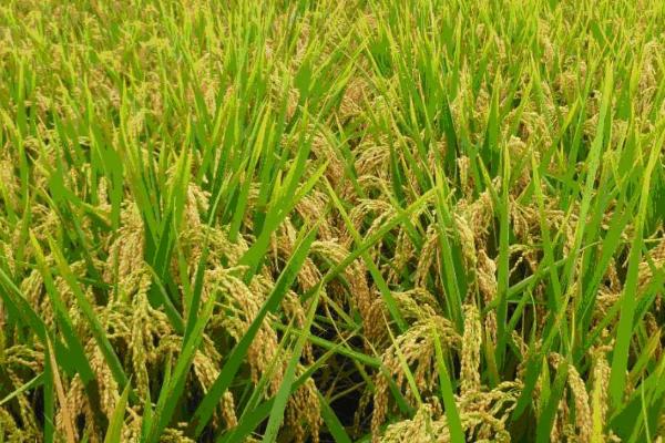 东北地区何时开始种水稻，播种时间一般为4月份中上旬