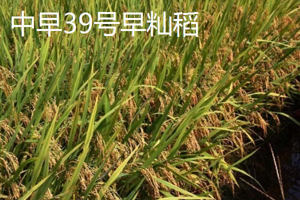 东北地区何时开始种水稻，播种时间一般为4月份中上旬