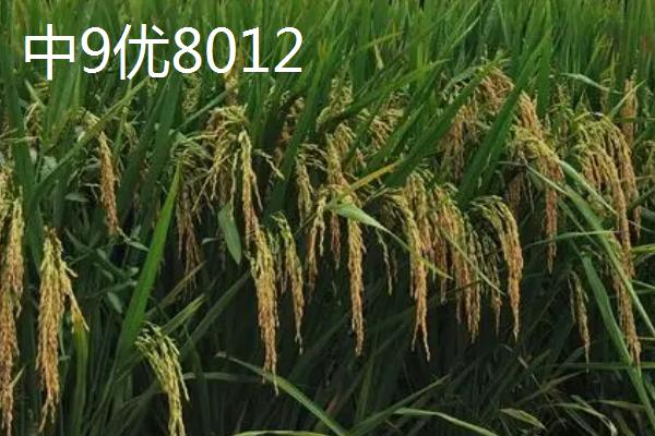 东北地区何时开始种水稻，播种时间一般为4月份中上旬