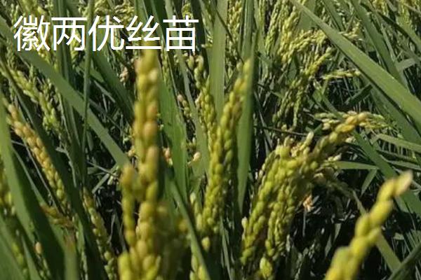 东北地区何时开始种水稻，播种时间一般为4月份中上旬